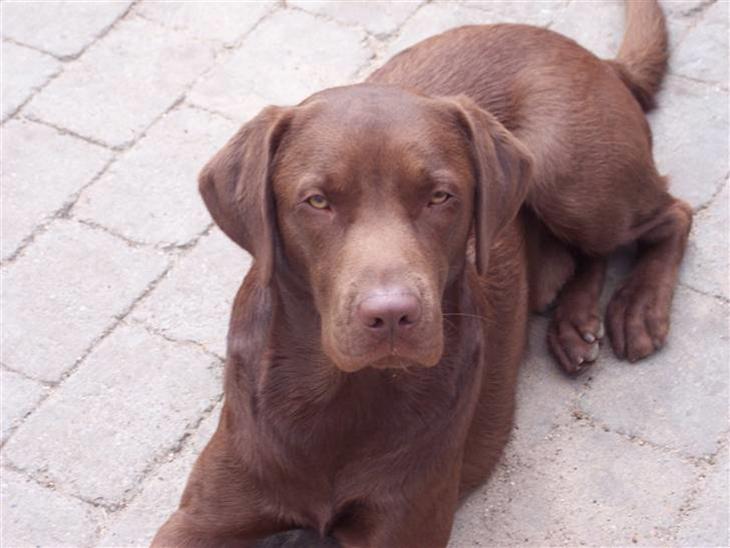 {{currentPhoto.altText}} billede {{currentPhoto.number}}