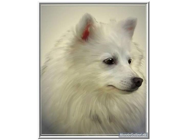 Japansk spids Rina R.I.P min søde - Rina - veninde og Tante Tut - Rina døde d. 23. marts 09. R.I.P.  min søde ven billede 1