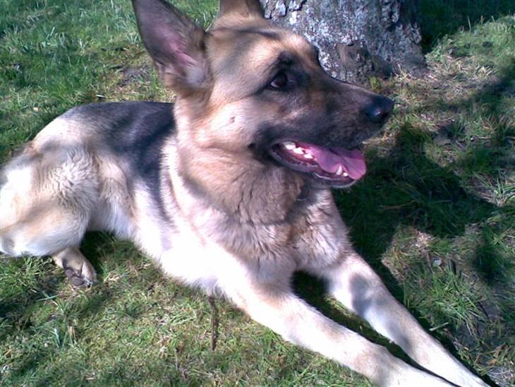 {{currentPhoto.altText}} billede {{currentPhoto.number}}