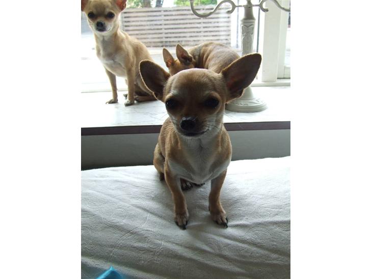 Chihuahua Chanel<3 billede 1