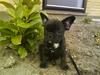 Fransk bulldog Albert *RIP*