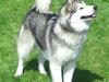 Alaskan malamute Ahea
