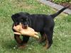 Rottweiler Odine Vom Rangau *død*