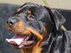 Rottweiler Gibson *Himmelhund*