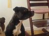 Amerikansk staffordshire terrier Hotte R.I.P 31.5. 2009