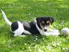 Jack russell terrier Lilo