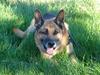 Schæferhund Sippo 'R.I.P'