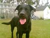 Labrador retriever Charlie
