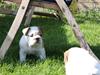 Engelsk bulldog Luffe