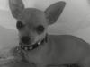 Chihuahua Malou