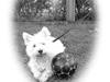 West highland white terrier Bølle