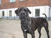 Cane corso Santana