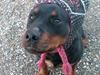 Rottweiler Binee [ Himmelhund]