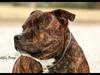Staffordshire bull terrier Louie