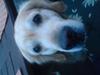 Golden retriever cosmo