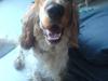 Cocker spaniel Buller