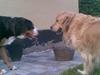 Golden retriever Bertram