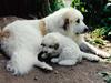 Pyreneerhund Sandybear's Esibelle