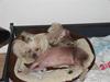Chinese crested hårløs tulle
