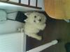 West highland white terrier Olfert *DØD*