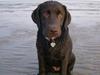 Labrador retriever Østrupgård Sally