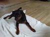 Rottweiler Samson