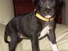 Staffordshire bull terrier Lusty Liza *Solgt* [Tidl. hund]