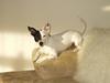 Jack russell terrier Zorro