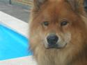 Eurasier Aladdin
