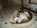 Fransk bulldog Gandorf