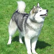 Alaskan malamute Ahea