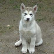 Alaskan malamute Ahea