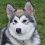 Alaskan malamute Ahea