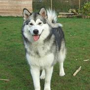 Alaskan malamute Ahea