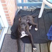 Amerikansk staffordshire terrier Amee