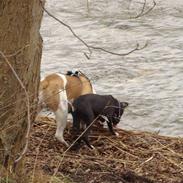 Amerikansk staffordshire terrier Amee