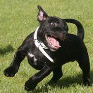 Staffordshire bull terrier Niels