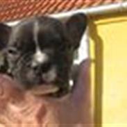 Fransk bulldog Alonzo