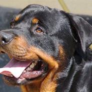 Rottweiler Gibson *Himmelhund*