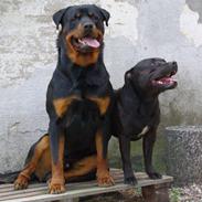 Rottweiler Gibson *Himmelhund*