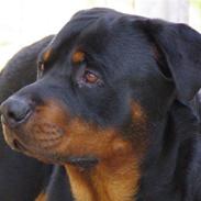 Rottweiler Gibson *Himmelhund*