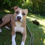 Amerikansk staffordshire terrier Milla