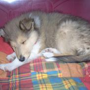 Collie langhåret Tvingsfields Sweet Penelope