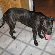 Blanding af racer malou SÆLGES