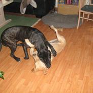 Blanding af racer malou SÆLGES