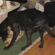 Blanding af racer malou SÆLGES