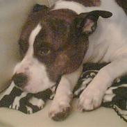 Amerikansk staffordshire terrier <'3 -Louisianna-<'3 R.I.P