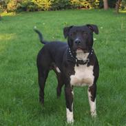 Amerikansk staffordshire terrier solo bellare anubis