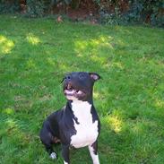 Amerikansk staffordshire terrier solo bellare anubis