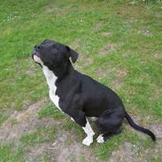 Amerikansk staffordshire terrier solo bellare anubis